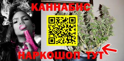 сатива Гай